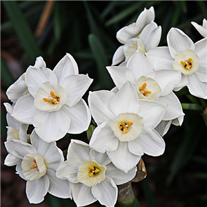 Narcissus (Daffodil) 'Paperwhite' Each